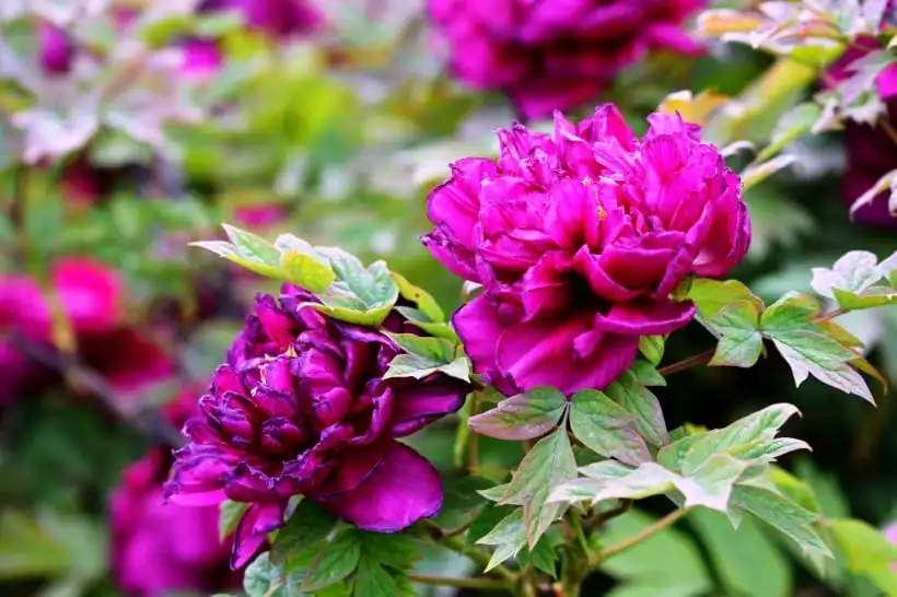 牡丹花怎么养才会比较好一点？牡丹种植小技巧(图1)