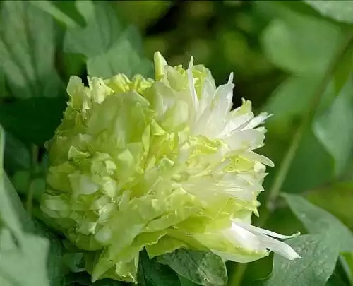 牡丹花怎么养才会比较好一点？牡丹种植小技巧(图3)
