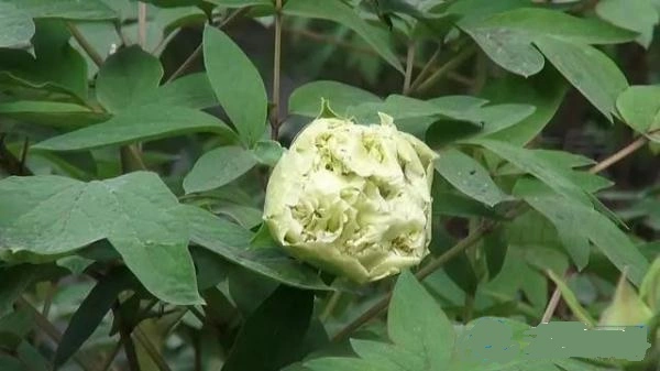 牡丹花怎么养才会比较好一点？牡丹种植小技巧(图5)