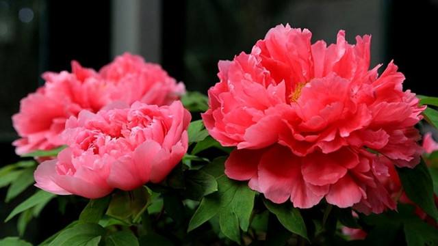 轻暖与轻寒，又是牡丹候。-吴潜 如梦令(图1)