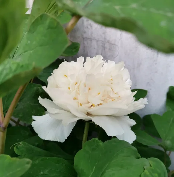 姚黄牡丹(图3)