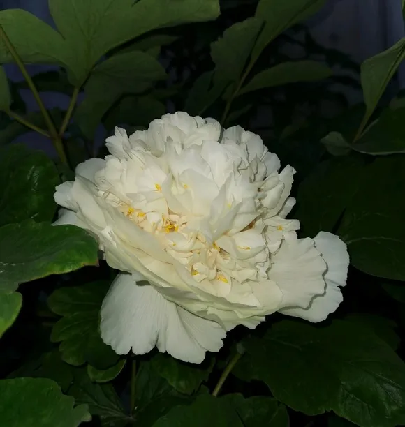 牡丹花哪里最出名？(图2)