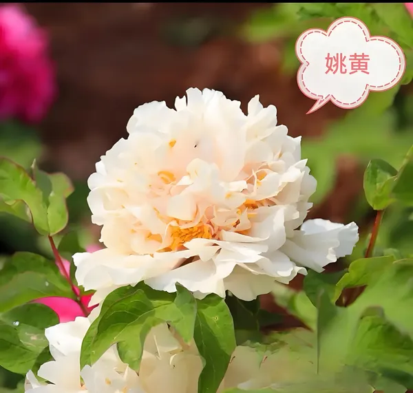 姚黄牡丹(图5)
