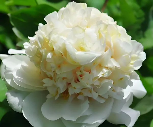 菏泽牡丹花是什么时候开放的？(图3)