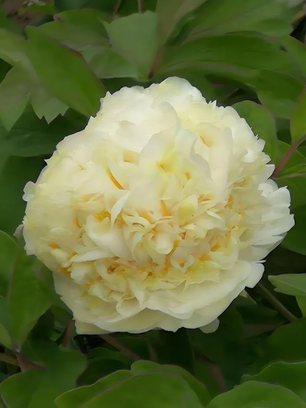 姚黄牡丹什么时候开花？姚黄为什么被称为牡丹花王(图1)
