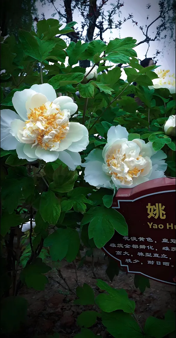 姚黄牡丹什么时候开花？姚黄为什么被称为牡丹花王(图7)