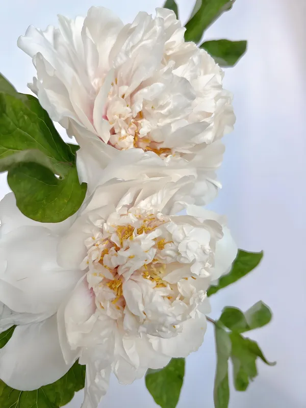 姚黄牡丹什么时候开花？姚黄为什么被称为牡丹花王(图5)