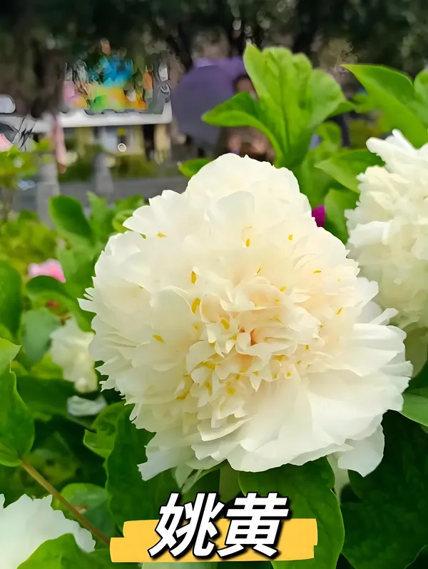 姚黄牡丹什么时候开花？姚黄为什么被称为牡丹花王(图4)