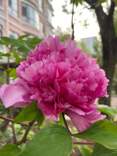 牡丹开花的时候能浇水吗？(图4)