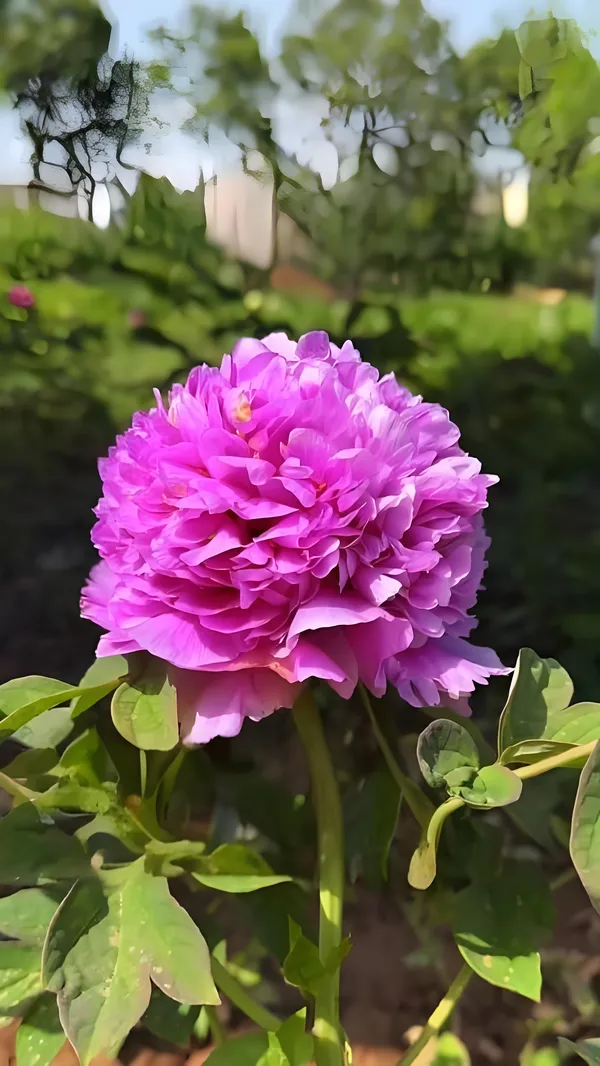魏紫牡丹(图1)