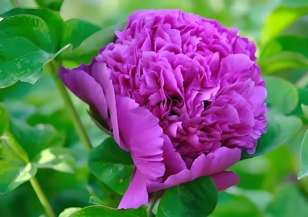 牡丹花是什么时候开花？