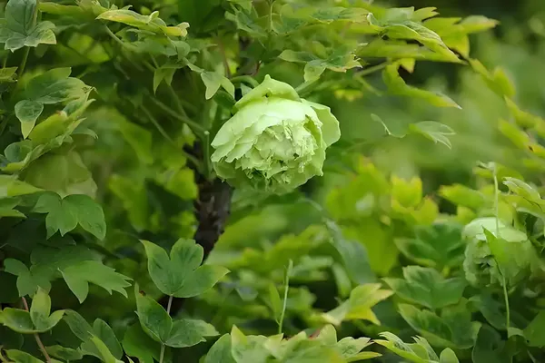 武则天与洛阳牡丹花的故事(图7)
