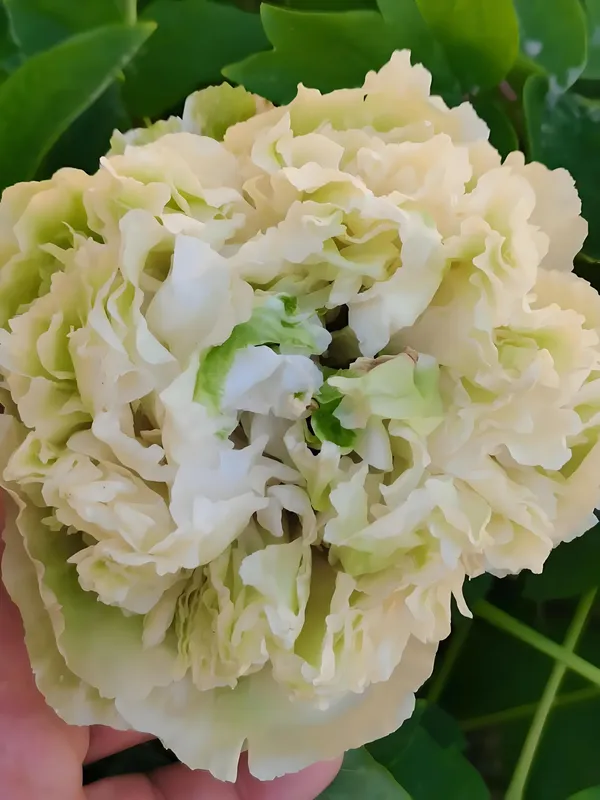 牡丹花有花骨朵能施肥吗？牡丹花期施化肥