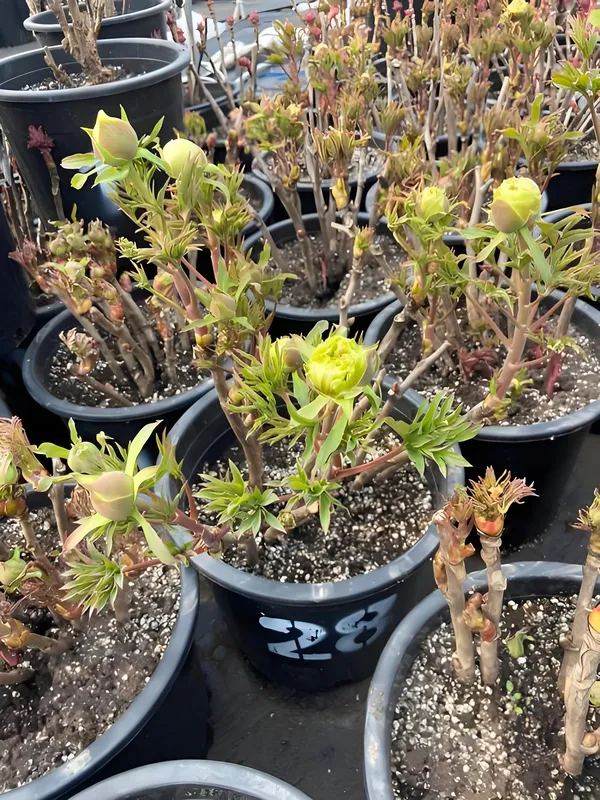 新买的牡丹花好养活吗？(图3)