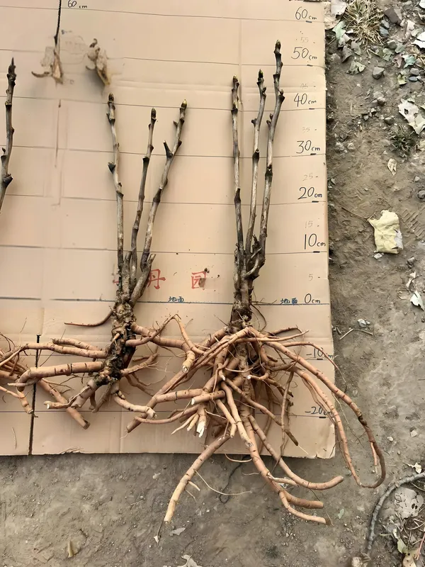 新买的牡丹花好养活吗？(图5)