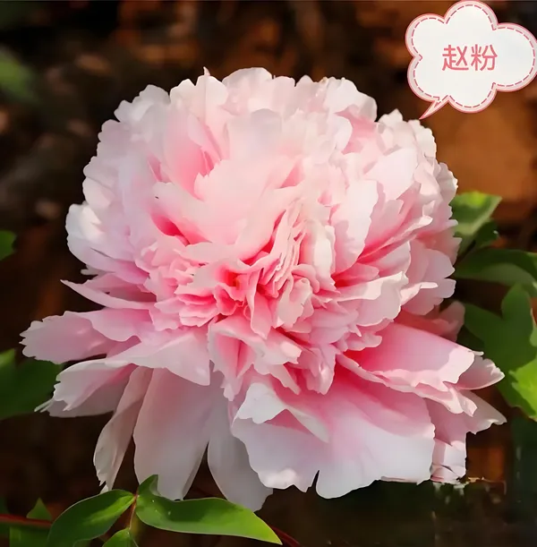 赵粉牡丹(图4)