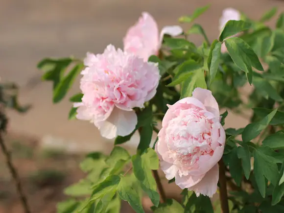 牡丹花什么品种最富贵