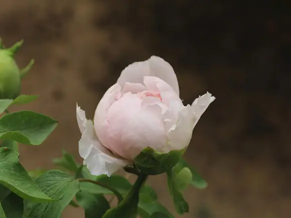 草木灰适合养牡丹花吗？