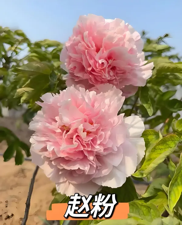 牡丹花为什么不能进家养？(图6)