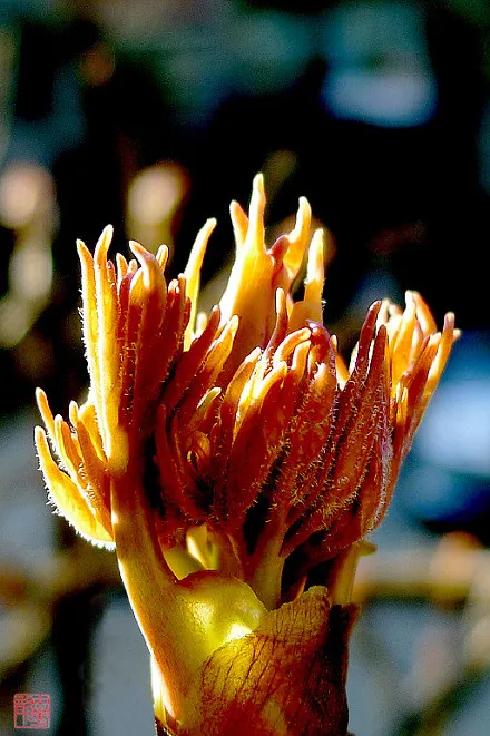 牡丹花花芽和叶芽图片，如何辨别牡丹花芽与叶芽？(图2)