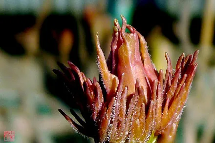 牡丹花花芽和叶芽图片，如何辨别牡丹花芽与叶芽？(图4)