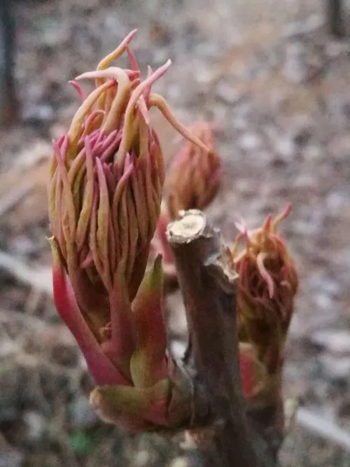 牡丹花花芽和叶芽图片，如何辨别牡丹花芽与叶芽？(图8)