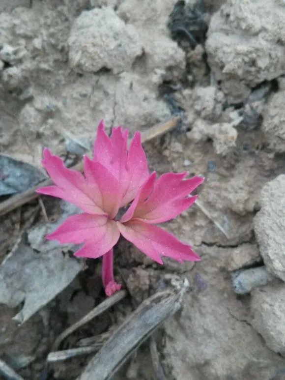 牡丹花花芽和叶芽图片，如何辨别牡丹花芽与叶芽？(图6)