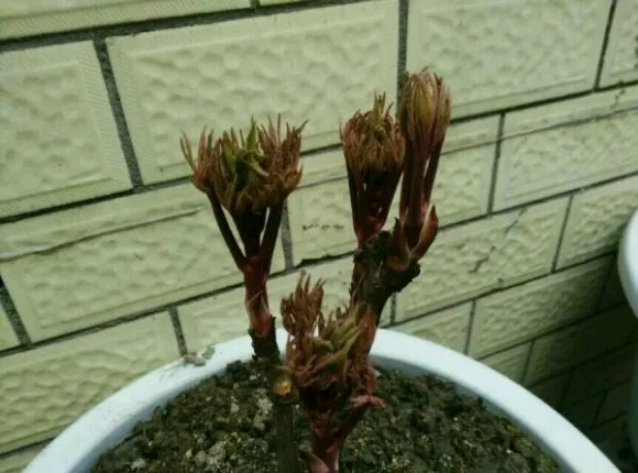 牡丹看芽辩品种是真的吗？(图6)