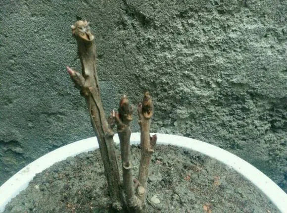 牡丹花发芽开花的过程图片(图2)