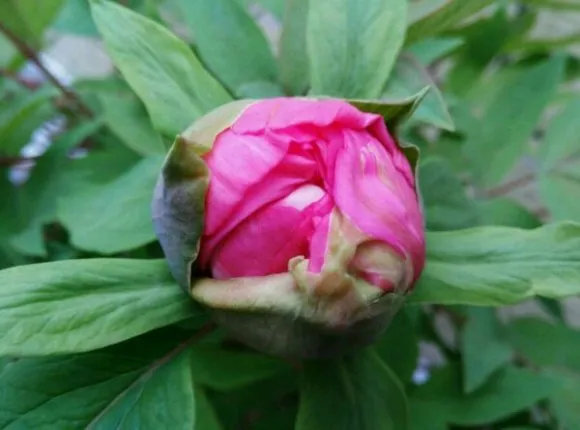 牡丹花谢了怎么打理？牡丹花开后用修剪老枝吗