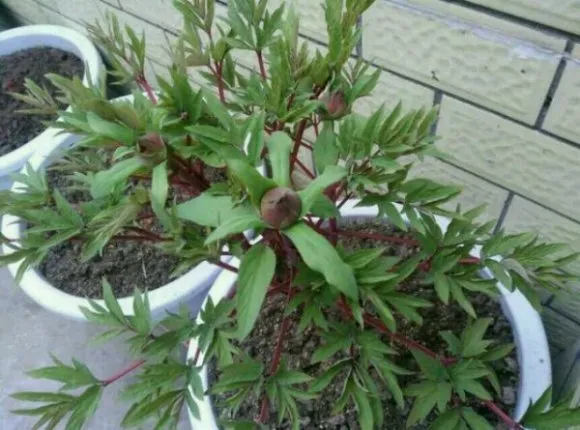 牡丹花发芽开花的过程图片(图6)