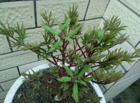 牡丹看芽辩品种是真的吗？(图7)