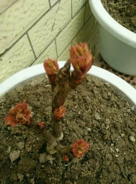 牡丹花发芽开花的过程图片(图3)