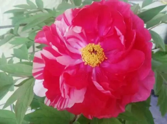 牡丹花发芽开花的过程图片(图12)