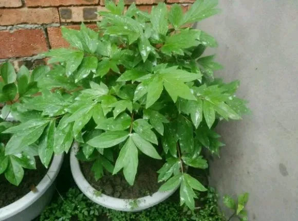 牡丹花不开花不长叶怎么办？