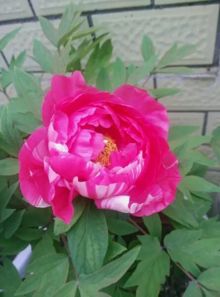 牡丹花发芽开花的过程图片(图10)
