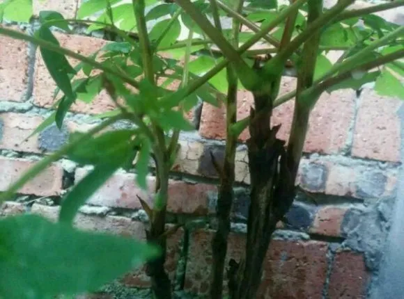 牡丹花不开花不长叶怎么办？(图4)
