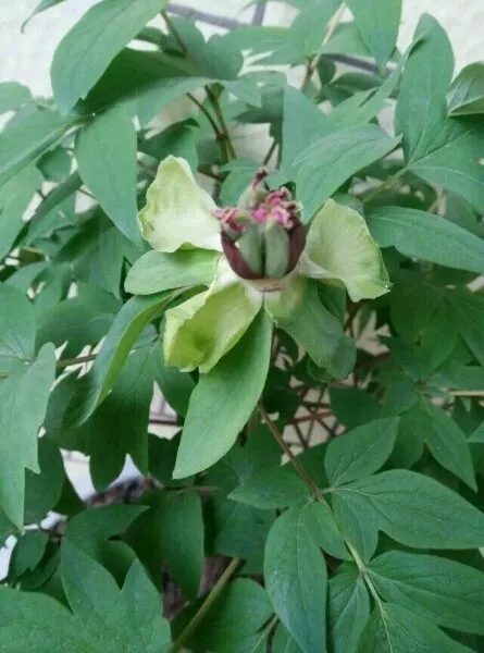 牡丹花发芽开花的过程图片(图13)