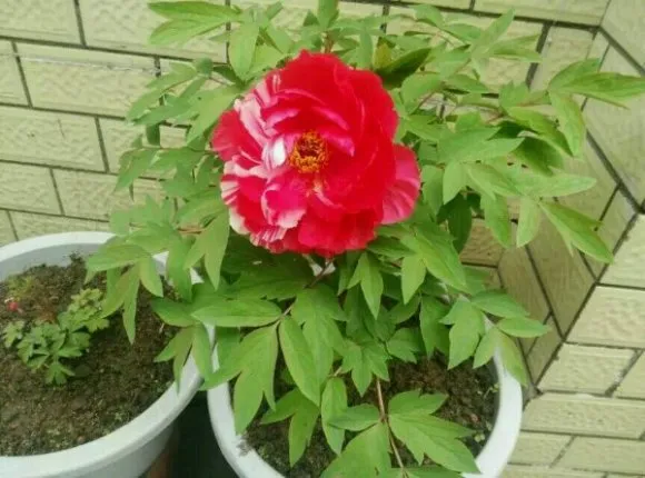 牡丹花发芽开花的过程图片(图11)