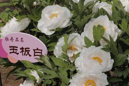 牡丹冬季春节北方温室催花技术(图3)