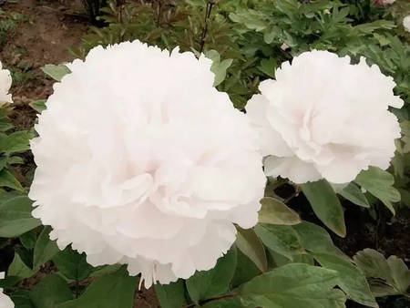 牡丹冬季春节北方温室催花技术(图2)