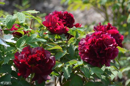 牡丹冬季春节北方温室催花技术(图6)