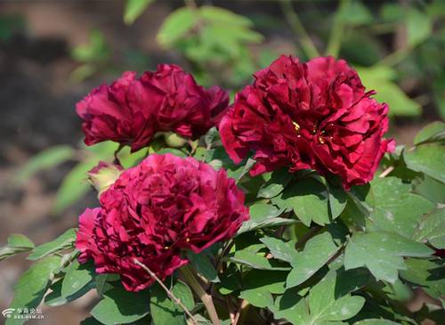 牡丹冬季春节北方温室催花技术(图5)