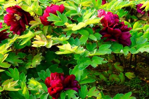 牡丹冬季春节北方温室催花技术(图4)