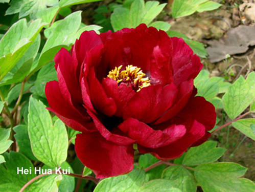 南方冬季春节催花牡丹技术(图10)