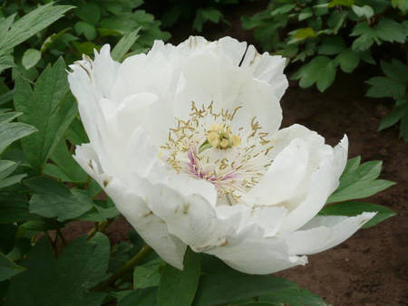 南方冬季春节催花牡丹技术(图9)