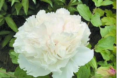 南方冬季春节催花牡丹技术(图6)