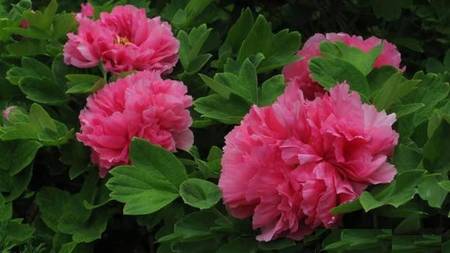 南方冬季春节催花牡丹技术(图14)