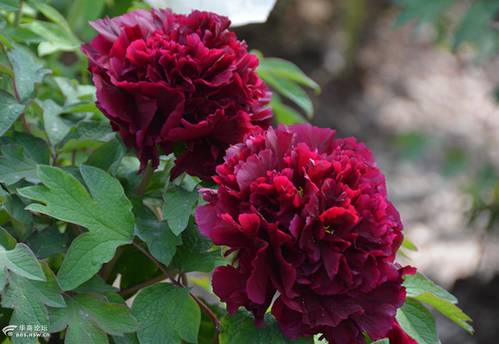 南方冬季春节催花牡丹技术(图5)