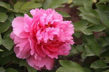 南方冬季春节催花牡丹技术(图13)